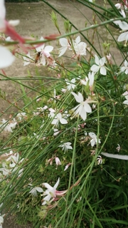 20150624093847619.jpg