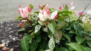 20150624094238796.jpg